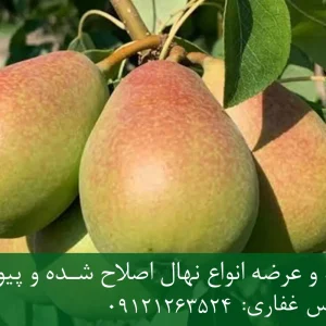 نهال گلابی بلادی جونیو پایه کوینز + مناسب احداث باغ متراکم