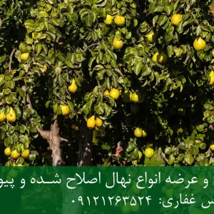 نهال گلابی بیروتی پایه OHF + مناسب احداث باغ متراکم
