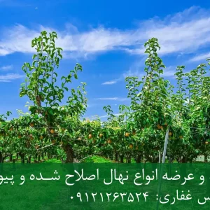 نهال گلابی بیروتی پایه OHF + نهال اصلاح‌شده و شناسنامه‌دار