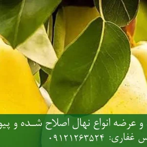 نهال گلابی بیروتی پایه رویشی + نهال اصلاح‌شده و شناسنامه‌دار