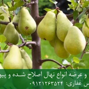 نهال گلابی بیروتی پایه پیرودوارف + نهال اصلاح‌شده و شناسنامه‌دار