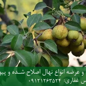 نهال گلابی جنگلی پایه OHF + مناسب احداث باغ مدرن