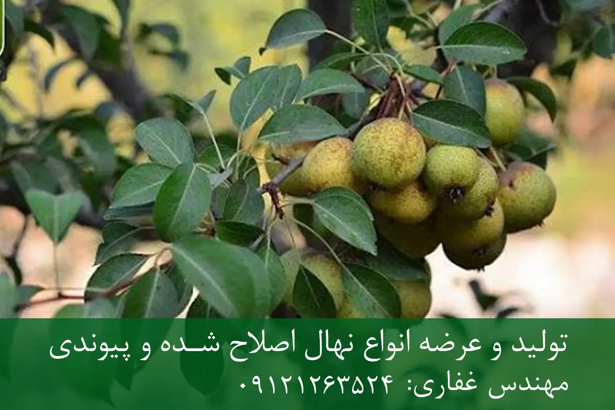 نهال گلابی جنگلی پایه OHF + مناسب احداث باغ مدرن نهال گلابی جنگلی پایه OHF + مناسب احداث باغ مدرن
