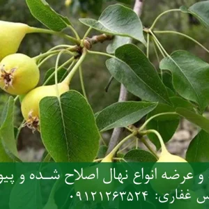 نهال گلابی جنگلی پایه رویشی + مناسب احداث باغ تجاری