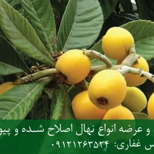نهال گلابی جنگلی پایه پیرودوارف + مناسب احداث باغ متراکم