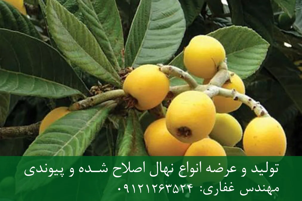 نهال گلابی جنگلی پایه پیرودوارف + مناسب احداث باغ متراکم نهال گلابی جنگلی پایه پیرودوارف + مناسب احداث باغ متراکم