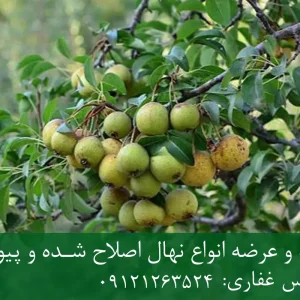 نهال گلابی جنگلی پایه کوینز + مناسب احداث باغ متراکم