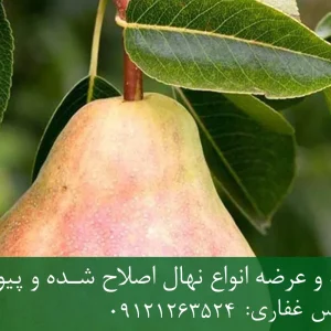 نهال گلابی درگزی پایه OHF + نهال اصلاح‌شده و شناسنامه‌دار