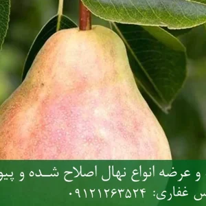 نهال گلابی درگزی پایه رویشی + مناسب احداث باغ تجاری