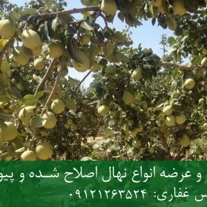 نهال گلابی درگزی پایه پیرودوارف + مناسب احداث باغ متراکم