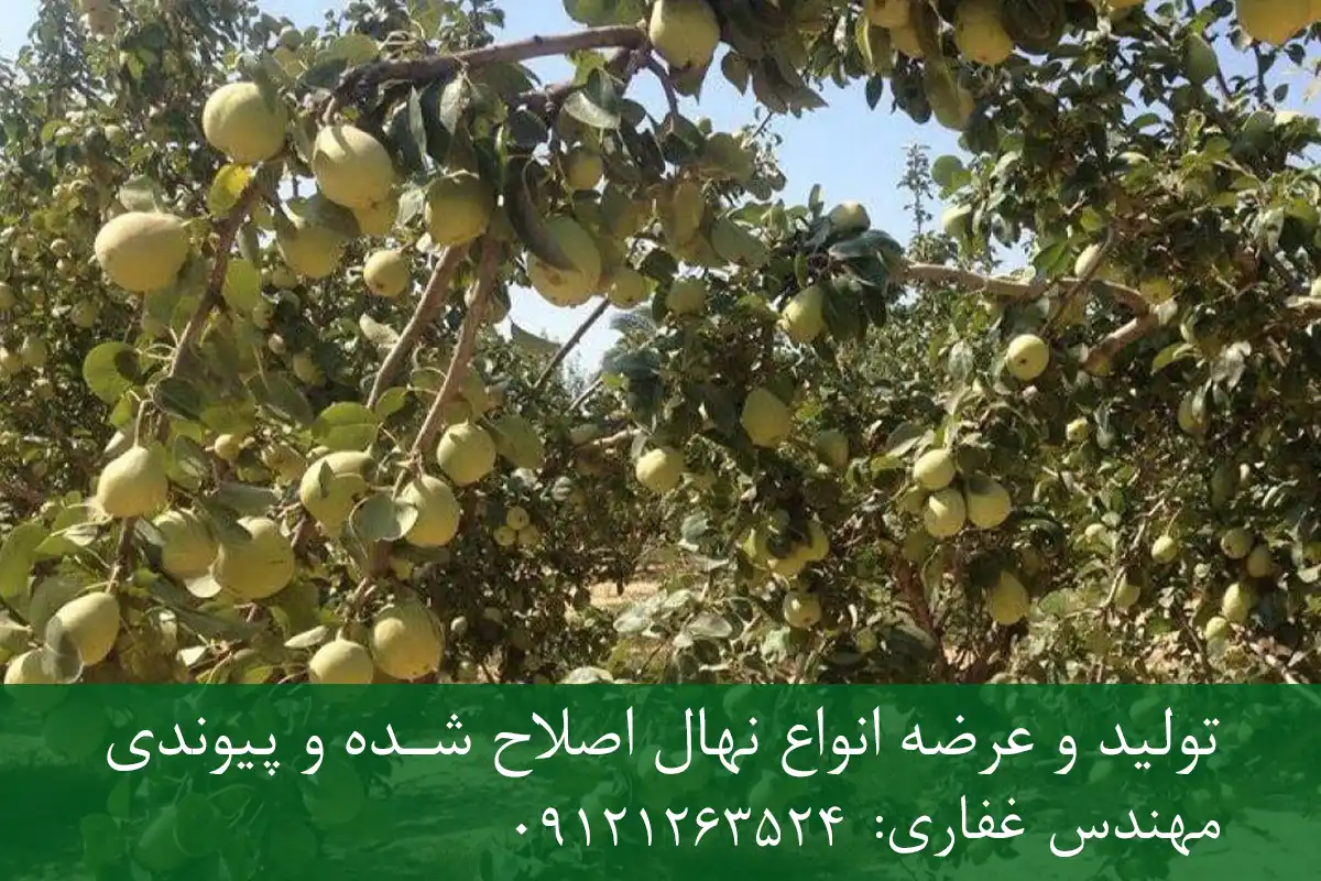 نهال گلابی درگزی پایه پیرودوارف + مناسب احداث باغ متراکم نهال گلابی درگزی پایه پیرودوارف + مناسب احداث باغ متراکم