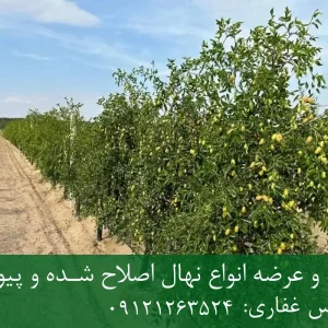 نهال گلابی درگزی پایه کوینز + نهال اصلاح‌شده و شناسنامه‌دار
