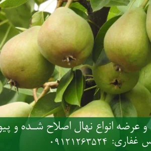نهال گلابی رد انجو پایه OHF + نهال اصلاح شده و شناسنامه دار