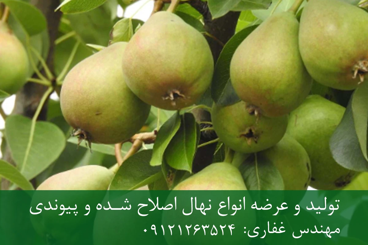 نهال گلابی رد انجو پایه OHF + نهال اصلاح شده و شناسنامه دار نهال گلابی رد انجو پایه OHF + نهال اصلاح شده و شناسنامه دار