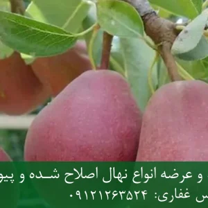 نهال گلابی رد انجو پایه رویشی + مناسب احداث باغ تجاری