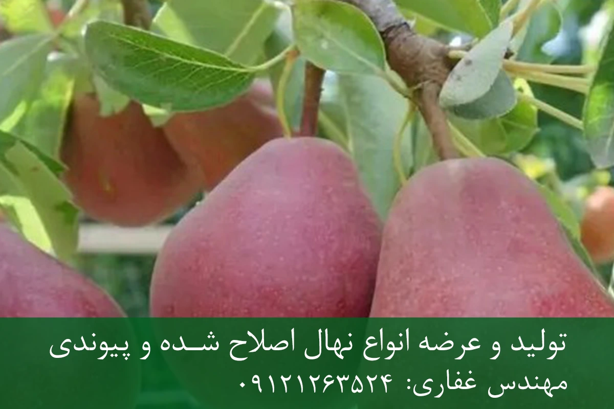 نهال گلابی رد انجو پایه رویشی + مناسب احداث باغ تجاری نهال گلابی رد انجو پایه رویشی + مناسب احداث باغ تجاری