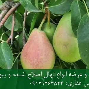 نهال گلابی رد انجو پایه پیرودوارف + مناسب احداث باغ متراکم