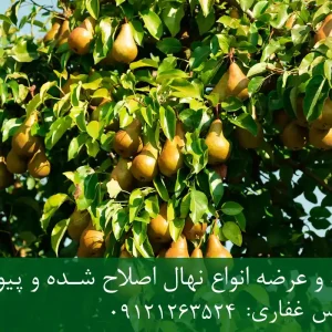 نهال گلابی رد انجو پایه کوینز + نهال اصلاح شده و شناسنامه دار