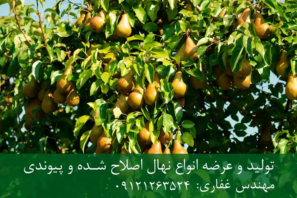 نهال گلابی رد انجو پایه کوینز + نهال اصلاح شده و شناسنامه دار نهال گلابی رد انجو پایه کوینز + نهال اصلاح شده و شناسنامه دار