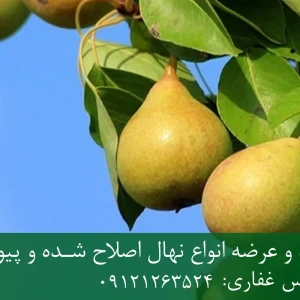 نهال گلابی شاه میوه پایه OHF + مناسب احداث باغ تجاری