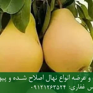 نهال گلابی شاه میوه پایه رویشی + نهال اصلاح‌شده و شناسنامه‌دار