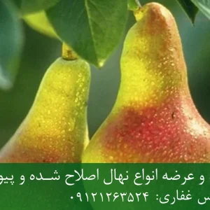 نهال گلابی شاه میوه پایه کوینز + ریشه قوی، رشد کنترل‌شده و باردهی بالا