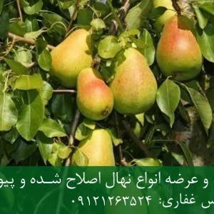نهال گلابی پیرودوارف پایه کوینز + نهال اصلاح شده و شناسنامه دار