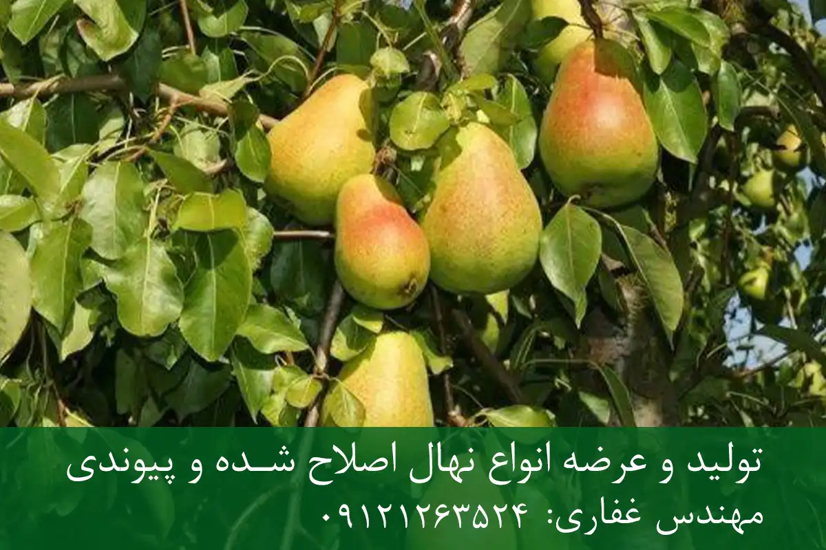 نهال گلابی پیرودوارف پایه کوینز + نهال اصلاح شده و شناسنامه دار نهال گلابی پیرودوارف پایه کوینز + نهال اصلاح شده و شناسنامه دار