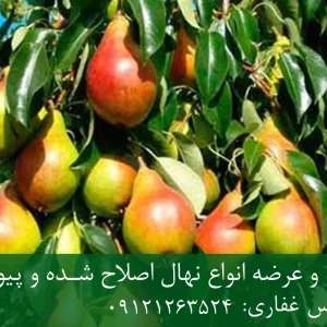 نهال گلابی کوشیا پایه OHF + ریشه قوی، رشد یکنواخت و باردهی بالا