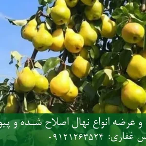 نهال گلابی کوشیا پایه رویشی + مناسب احداث باغ تجاری