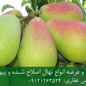 نهال گلابی کوشیا پایه پیرودوارف + مناسب احداث باغ متراکم