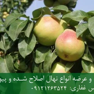 نهال گلابی کوشیا پایه کوینز + مناسب احداث باغ متراکم