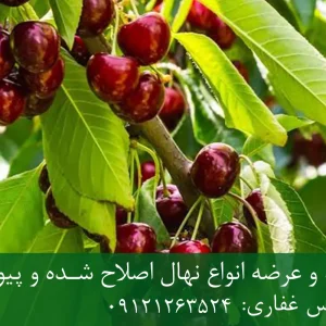نهال گیلاس آمریکایی پایه رویشی + مناسب احداث باغ تجاری