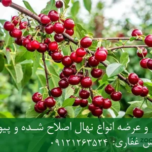 نهال گیلاس استلا پایه رویشی + مناسب احداث باغ تجاری