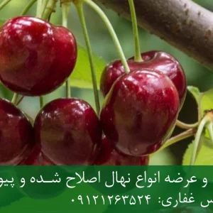 نهال گیلاس استلا پایه ماکسیما + نهال اصلاح شده و شناسنامه دار