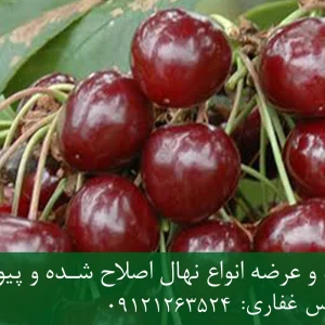 نهال گیلاس استلا پایه گزیلا 5 + ریشه قوی، رشد کنترل‌شده و باردهی بالا