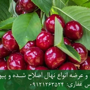 نهال گیلاس استلا پایه گزیلا 6 + ریشه قوی، رشد متعادل و باردهی بالا