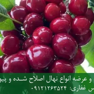 نهال گیلاس امریکایی پایه ماکسیما + نهال اصلاح شده و شناسنامه دار