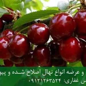 نهال گیلاس امریکایی پایه گزیلا 5 + مناسب احداث باغ متراکم