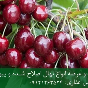 نهال گیلاس امریکایی پایه گزیلا 6 + ریشه قوی، رشد متعادل و باردهی بالا