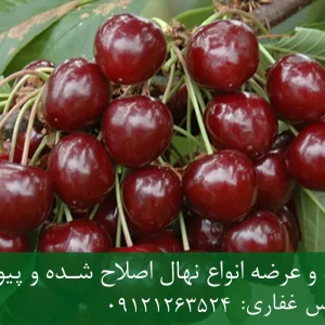 نهال گیلاس بینگ پایه رویشی + مناسب احداث باغ تجاری