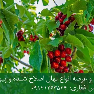 نهال گیلاس بینگ پایه ماکسیما + مناسب احداث باغ تجاری