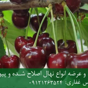 نهال گیلاس بینگ پایه گزیلا 5 + مناسب احداث باغ متراکم
