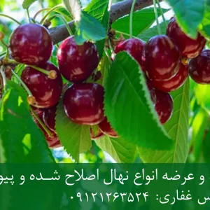 نهال گیلاس بینگ پایه گزیلا 6 + نهال اصلاح شده و شناسنامه دار
