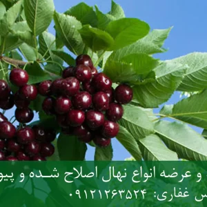نهال گیلاس تکدانه پایه رویشی + نهال اصلاح‌شده و شناسنامه‌دار