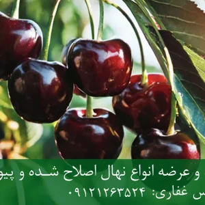 نهال گیلاس تکدانه پایه ماکسیما + ریشه قوی، رشد یکنواخت و باردهی بالا
