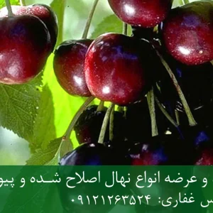 نهال گیلاس تکدانه پایه گزیلا 5 + ریشه قوی، رشد کنترل‌شده و باردهی بالا