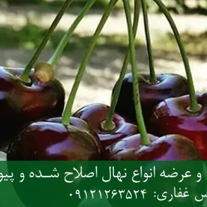 نهال گیلاس تکدانه پایه گزیلا 6 + ریشه قوی، رشد متعادل و باردهی بالا