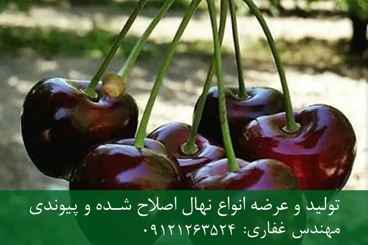 نهال گیلاس تکدانه پایه گزیلا 6 + ریشه قوی، رشد متعادل و باردهی بالا نهال گیلاس تکدانه پایه گزیلا 6 + ریشه قوی، رشد متعادل و باردهی بالا