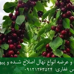 نهال گیلاس خوشه ای پایه رویشی + مناسب احداث باغ تجاری
